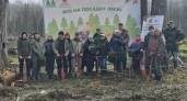 Во Владимирской области высаживают “Сад памяти” из 25 тысяч сосен