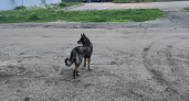 Во Владимирской области обнаружены новые вспышки бешенства