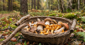 Не варю и не жарю: 6 видов грибов, которые вкуснее и полезнее в сыром виде — запоминайте список