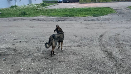 Во Владимирской области обнаружены новые вспышки бешенства